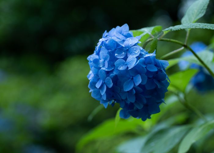 A blue hydrangea seen after rain, with water still on its petals.